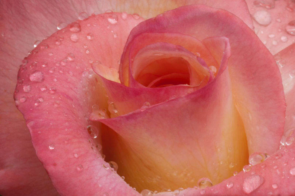 Rose macro photo Montana Photographer MT